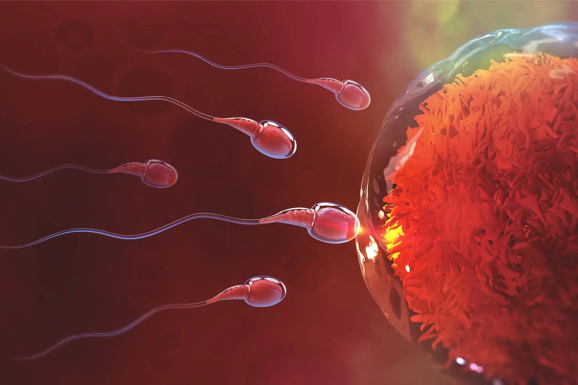 Il microbiota del liquido seminale  Dr. Giuseppe Chindemi