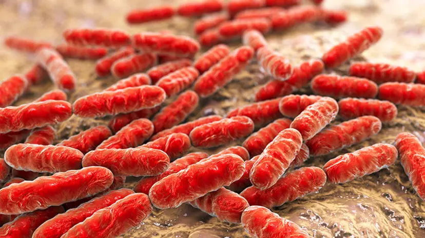 Rapporto tra microbiota intestinale e sistema immunitario