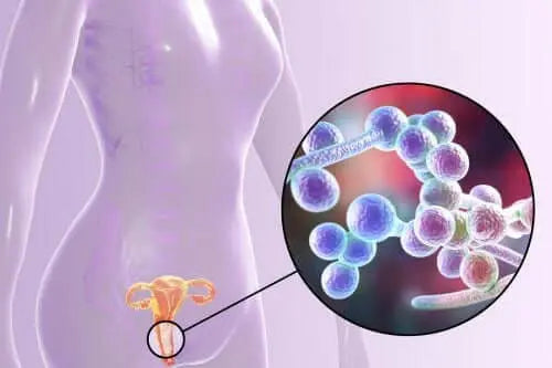 Microbiota vaginale: ruolo nell’infezione vaginale da Candida