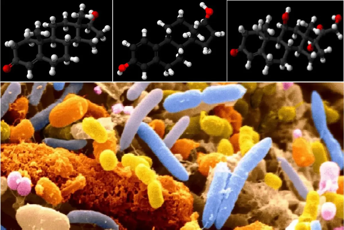 Rapporto tra microbiota intestinale e ormoni sessuali